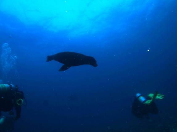 Leão-marinho brinca conosco em mergulho em Isabel, em Galápagos (foto de Hnning Abheiden)